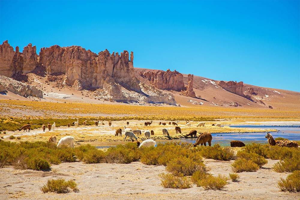 Vulcano Expediciones Laguna y Salar de Tara: Precios, horarios y datos [muy útiles]