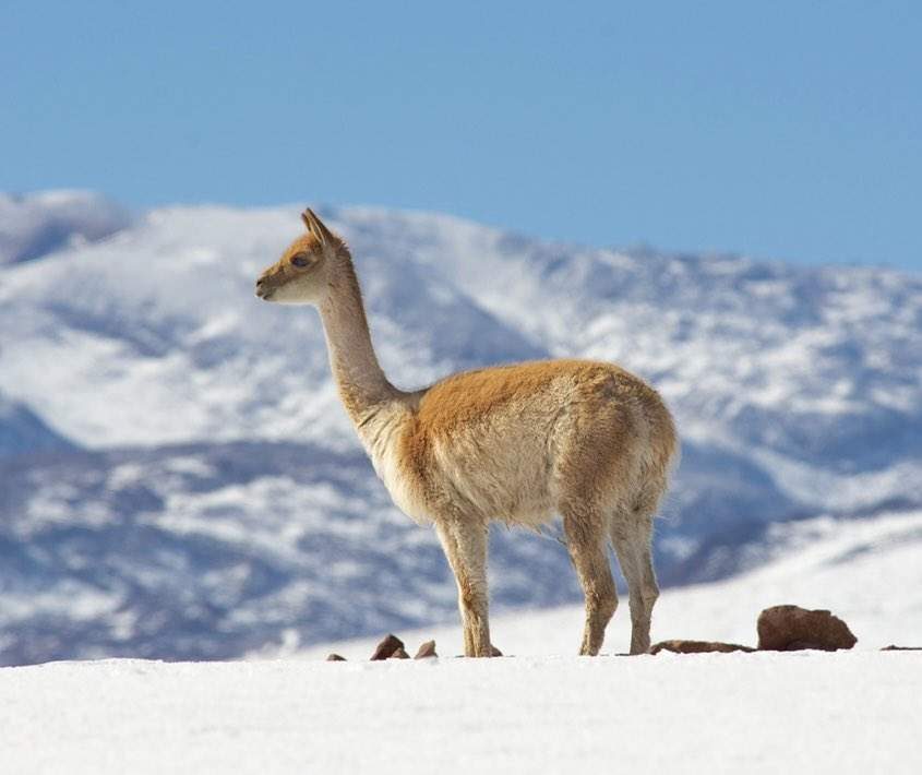 Excelente oportunidad para que observes la fauna san pedro de atacama en invierno