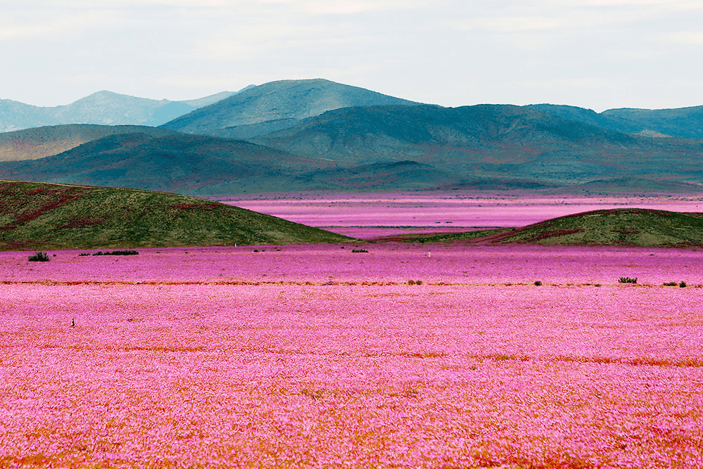 Vulcano Expediciones Desierto florido ¿Cómo, donde y cuando? [2022]