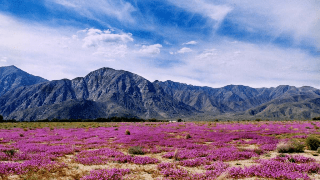 Vulcano Expediciones Desierto florido ¿Cómo, donde y cuando? [2022]